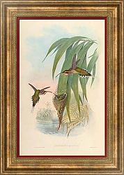 Постер Phoethornis Eurynome