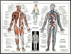 Постер Старинная иллюстрация человеческой нервной системы и мышечной системы (1900) Ларусса, Пьера; Аугу и Клод