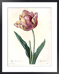 Постер Тюльпан разноцветный