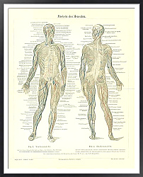 Постер Мышцы человека