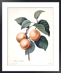 Постер Персиковый абрикос