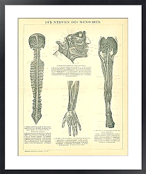 Постер Нервная система человека