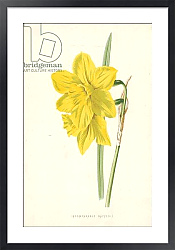 Постер Хулм Фредерик (бот) Incomparable Daffodil