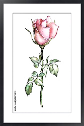 Постер Акварельный бутон розовой розы