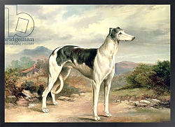 Постер Беар Джемс A Greyhound in a hilly landscape