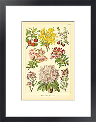 Постер Heidegewachse (Ericaceae) 1