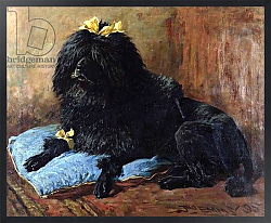 Постер Эммс Джон A Black Standard Poodle on a blue cushion, 1895