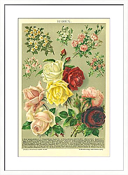 Постер Розы 1