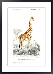 Постер Жираф (Giraffa camelopardalis)
