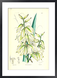 Постер Yucca puberula