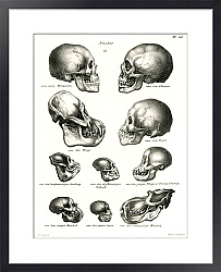 Постер Человеческие и обезьяньи черепа из полной естественной истории млекопитающих (1845)