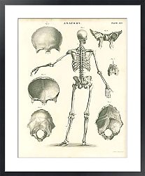 Постер Анатомия I