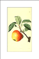 Постер Золотистое яблоко
