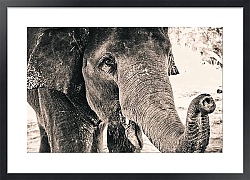 Постер Ретро-фотография слона