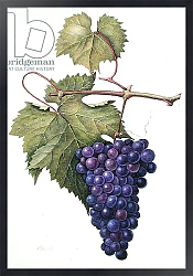 Постер Эден Маргарет (совр) Grapes, 1994