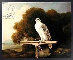Постер Стаббс Джордж Greenland Falcon, 1780