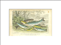 Постер Salmon, Gilse of Young Salmon, Salmon Trout, Great Lake Trout, Lake Trout, River Trout, Parr 1