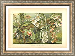 Постер Орхидеи 44