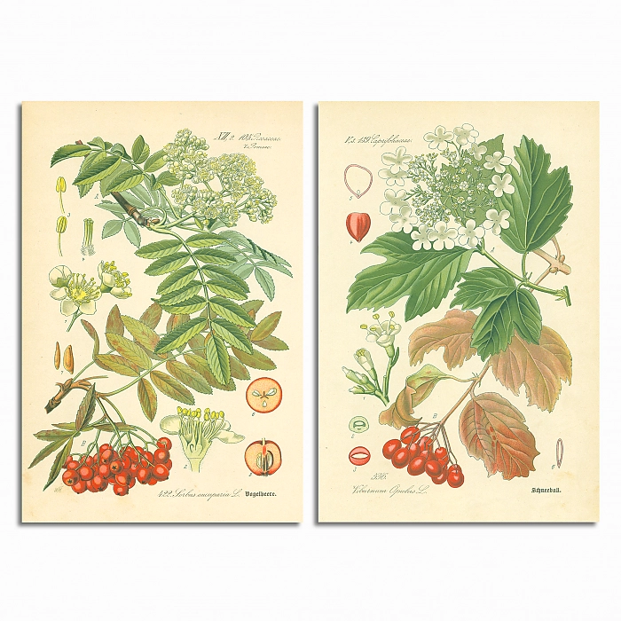 Антикварные ботанические иллюстрации 