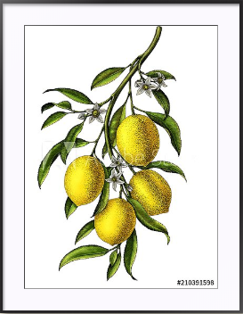 Постер на холсте Реалистичная иллюстрация лимона