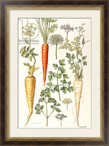 Картина под стеклом Carrot, Parsnip and Parsley