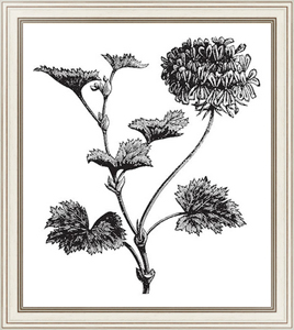 Постер Geranium or Storksbill or Pelargonium zonale