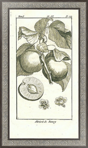 Постер Abricot de Nancy
