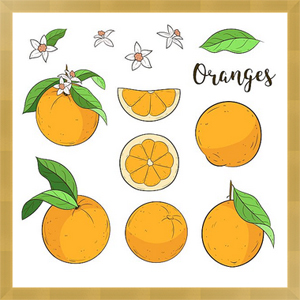 Постеры Апельсины, плоды и дольки