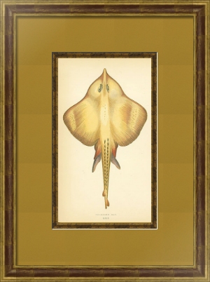 Антикварная гравюра «РЫБЫ АНГЛИИ» в багетной раме с паспарту и слипом