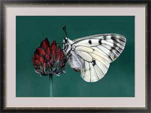Постер в раме Белая бабочка на бордовом цветке