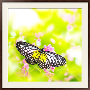 Постер под стеклом Бело-желтая бабочка солнечным днем
