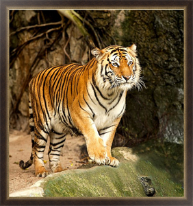 Постер в раме Бенгальский тигр
