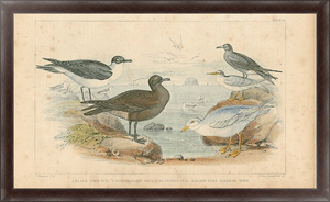 Постер на холсте Black Toed Gull