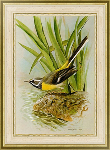 Постер-гравюра British Birds - Grey Wagtail