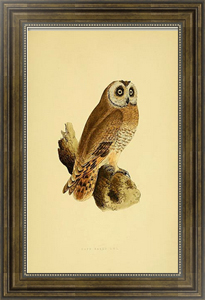 Постер Cape Eared Owl