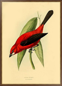 Постер-гравюра Crimson Tanager
