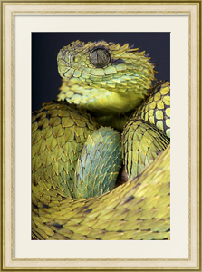 Постер Древесная зеленая змея