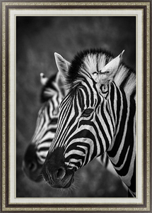 Постер Две зебры в ряд
