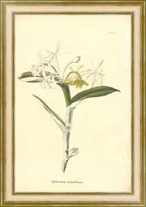 Постер на холсте Epidendrum Umbellatum