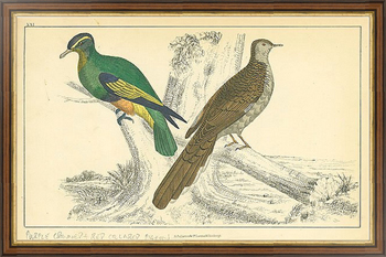 Постер в раме Goldsmith's Birds №2