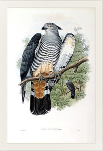 Постер Gurney’s Cuckoo-Falcon - Baza gurneyi