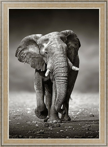 Постер на холсте Идущий слон