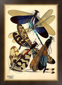 Постер-гравюра Insects by E. A. Seguy №2