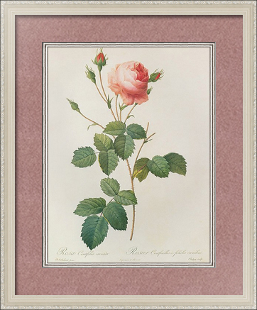 Гравюра Rosa Centifolia в раме под стеклом