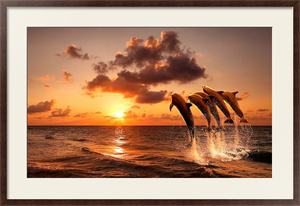 Постер под стеклом Красивый закат с дельфинами