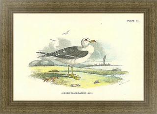 Постер в раме Lesser Black-Backed Gull