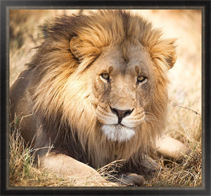 Постер в раме Лев в Африке