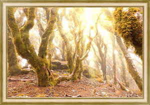 Постер в раме Дикие леса горы Мальборо, Новая Зеландия