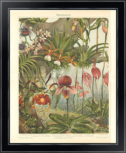 Постер в раме Орхидеи 43