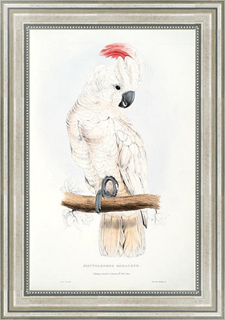 Постер в раме Parrots by E.Lear #39